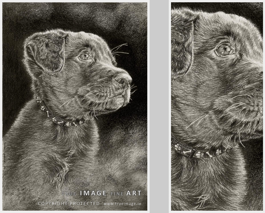labrador puppy dog portrait in pencil