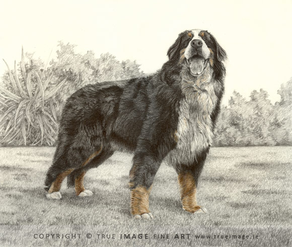 bernese mountain dog tinted portrait