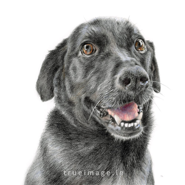 commissioned pencil black labrador dog portrait - tinted drawing from photo