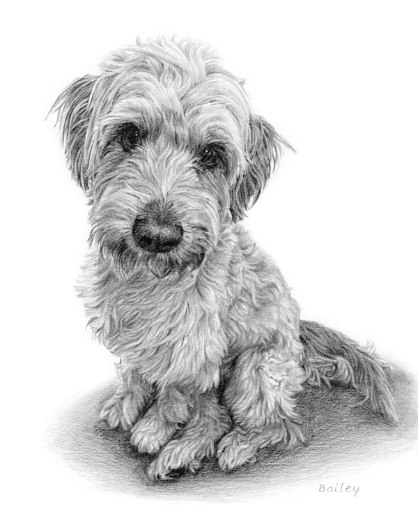 a portrait of a cavachon dog looking up - graphite pencil pet portrait from photo