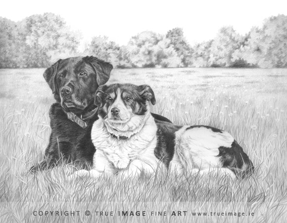 labrador and collie dog portrait in pencil