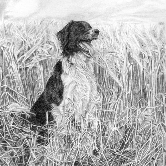 commissioned pet portrait of a border collie dog