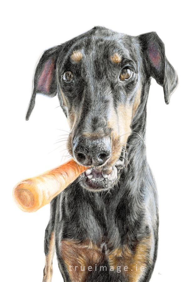 a doberman dog with a carrot in his mouth - coloured pencil pet portrait from photo