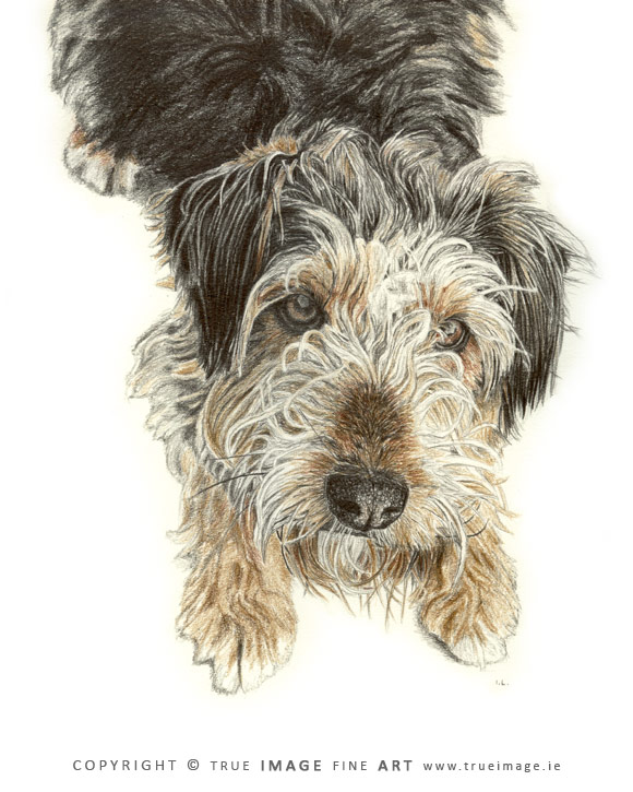 fox terrier tinted portrait