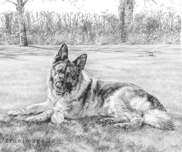 a pencil portrait drawing of a german shepherd dog lying in grass