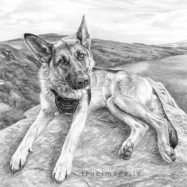 commissioned pencil dog portrait of a gsd with mountain view