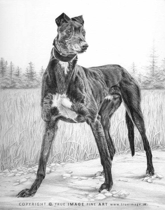 greyhound portrait in pencil