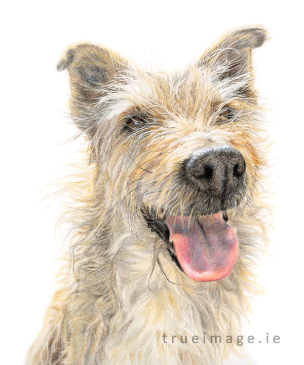 commissioned pet portrait of an irish wolfhound dog