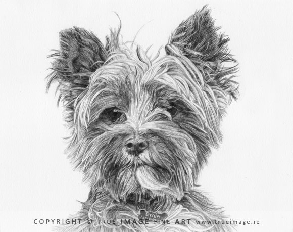norwich terrier portrait in pencil