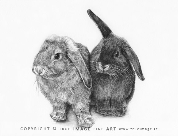 two rabbits portrait in pencil
