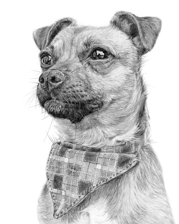 commissioned pet portrait of an irish wolfhound dog
