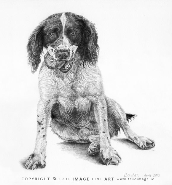 springer spaniel portrait in pencil