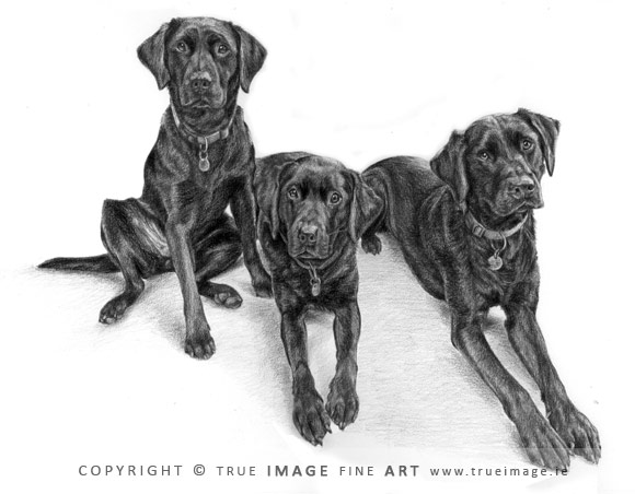 three black labradors portrait in pencil