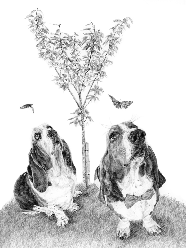pencil drawing of two basset hound dogs with a cherry tree and a butterfly