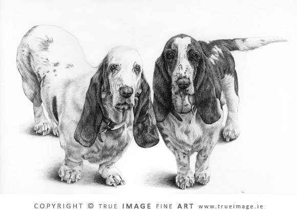 two basset hounds pencil portrait