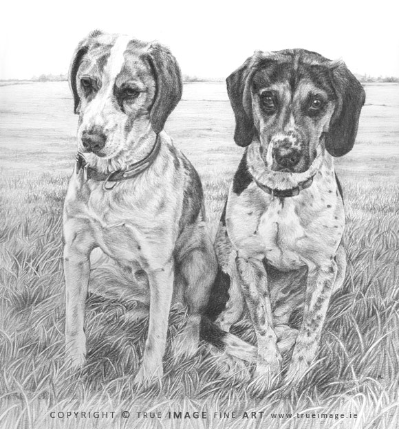 two beagles portrait in pencil