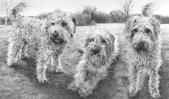 three wheaten terrier dogs graphite pencil drawing