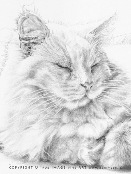 white long-haired cat portrait in pencil