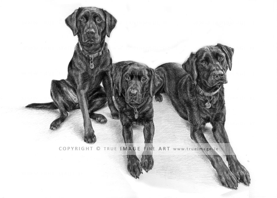 three black labradors pencil pet portrait three black labradors pencil pet portrait