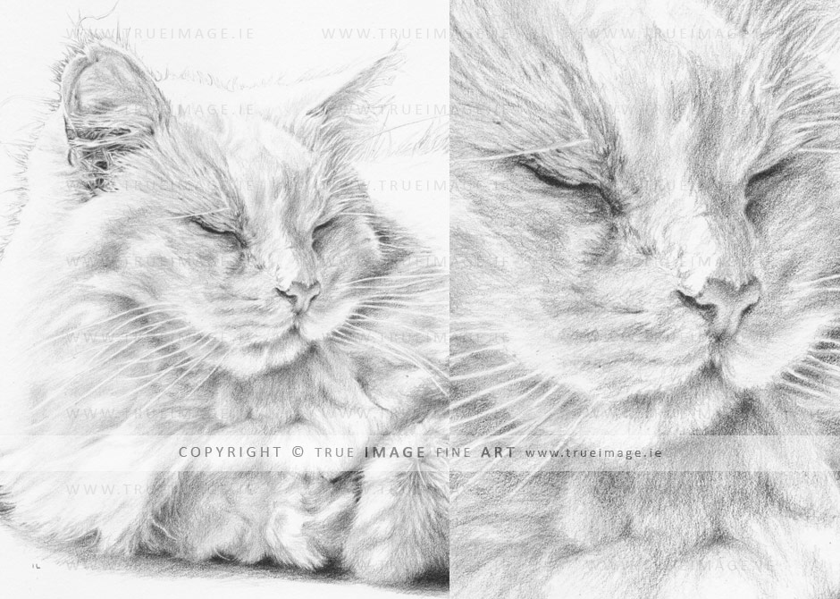 white long-haired cat portrait drawing