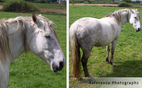 white horse reference photographs