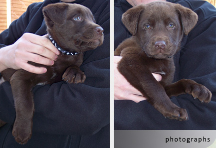 labrador puppy reference photographs