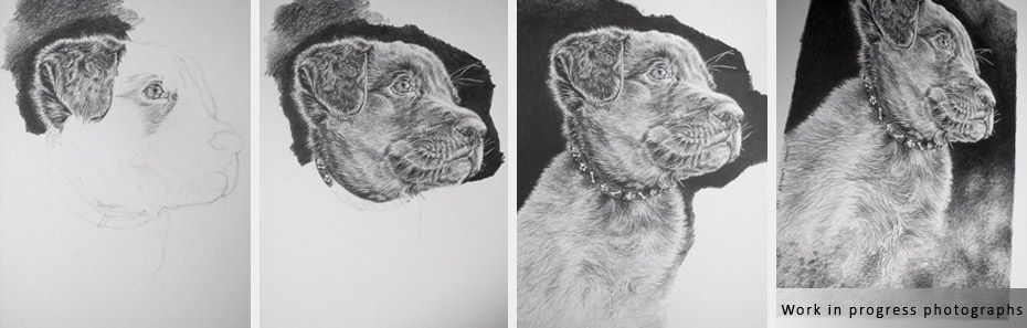 labrador puppy portrait in progress photographs