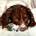 springer spaniel playing in snow dog portrait painting