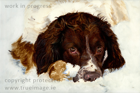 springer spaniel dog portrait painting - work in progress stage 3 springer spaniel dog portrait painting in acrylic - work in progress