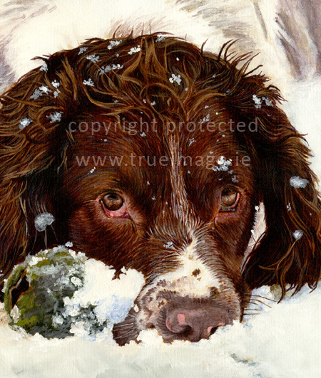 Springer spaniel pet portrait in acrylic by True Image Fine Art springer spaniel pet portrait painting