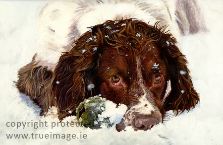 Springer spaniel dog portrait in acrylic by True Image Fine Art Springer Spaniel dog portrait painting
