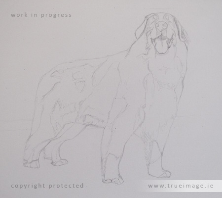 Bernese mountain dog portrait in progress