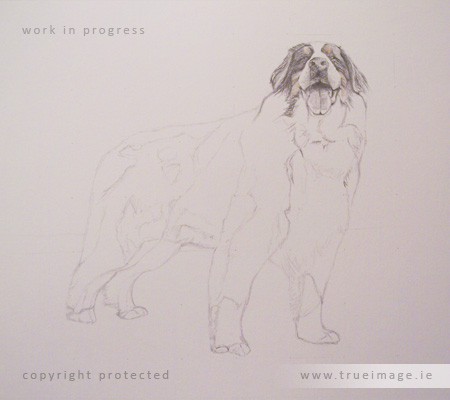 Bernese mountain dog portrait in progress