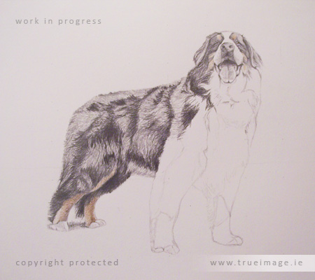 Bernese mountain dog portrait in progress