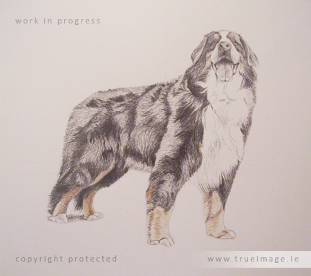 Bernese mountain dog portrait in progress