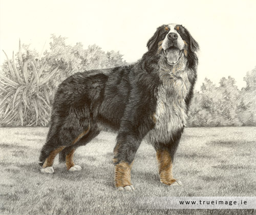 Bernese mountain dog portrait in graphite pencil