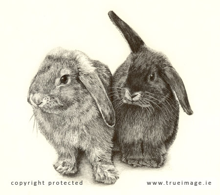 rabbits pet portrait in graphite pencil by trueimage