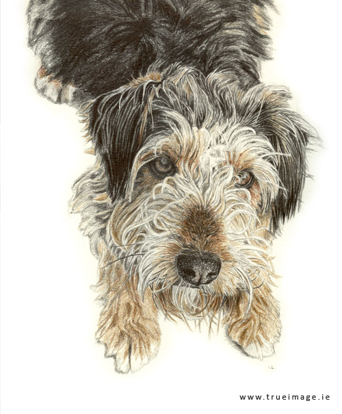 terrier-dog-portrait-pencil