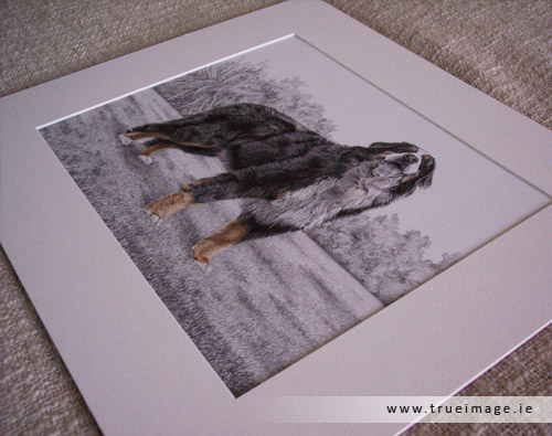 bernese mountain dog portrait mounted