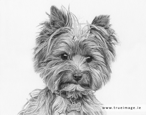 norwich terrier dog portrait in pencil