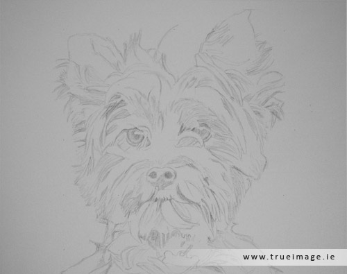 norwich terrier dog portrait in progress - step 1