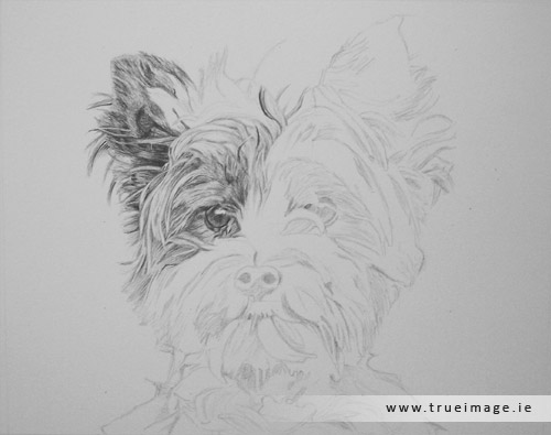 norwich terrier dog portrait in progress - step 2