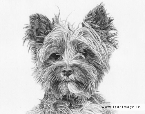 norwich terrier dog portrait in pencil