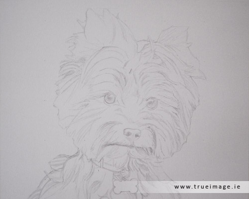 norwich terrier dog portrait in progress