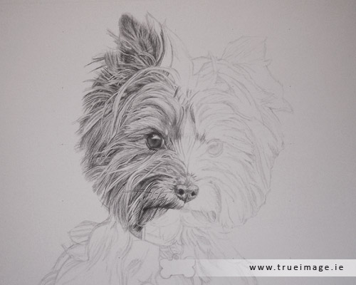 norwich terrier dog portrait in progress