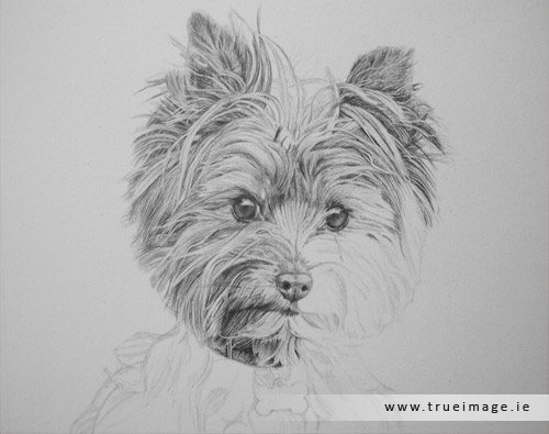 norwich terrier dog portrait in progress