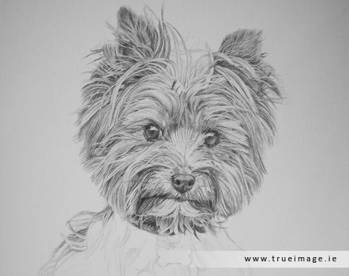 norwich terrier dog portrait in progress