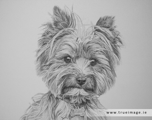 norwich terrier dog portrait in progress