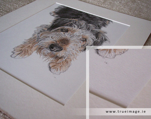 mounted dog portrait in pencil