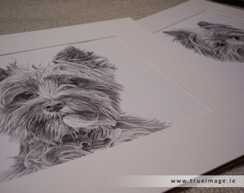 mounted norwich terrier portraits in pencil